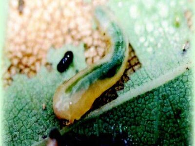Śluzownica lipowa (Caliroa annulipes), sprawca dziwnych objawów na liściach lip