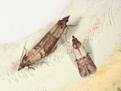 Szkodliwe motyle – omacnica spichrzanka