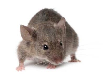 Szkodniki sanitarne – mysz domowa, mysz polna, mysz zaroślowa